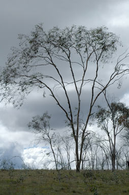 APII jpeg image of Eucalyptus lacrimans  © contact APII