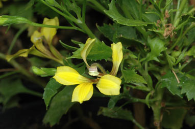 APII jpeg image of Goodenia grandiflora  © contact APII