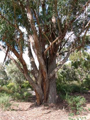APII jpeg image of Eucalyptus andrewsii subsp. campanulata  © contact APII