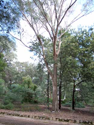 APII jpeg image of Eucalyptus banksii  © contact APII