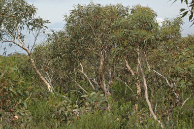 APII jpeg image of Eucalyptus racemosa subsp. racemosa  © contact APII