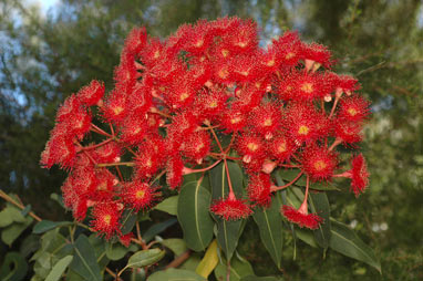 APII jpeg image of Corymbia 'Summer Red'  © contact APII