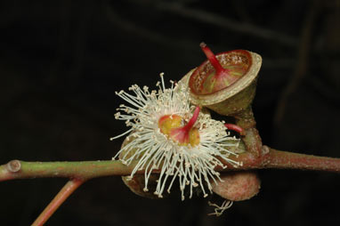 APII jpeg image of Eucalyptus cosmophylla  © contact APII