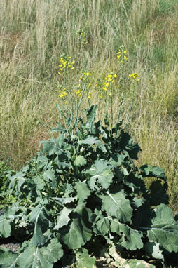 APII jpeg image of Brassica x napus  © contact APII