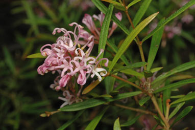 APII jpeg image of Grevillea leiophylla 'Pink Midget'  © contact APII