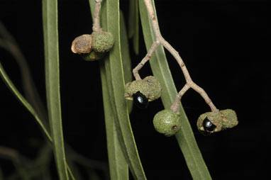 APII jpeg image of Geijera parvifolia  © contact APII