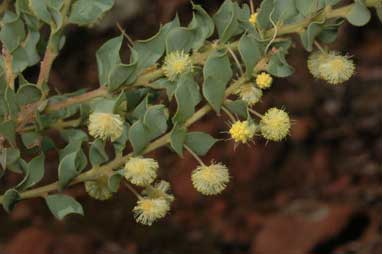 APII jpeg image of Acacia cremiflora  © contact APII