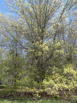 APII jpeg image of Quercus palustris  © contact APII