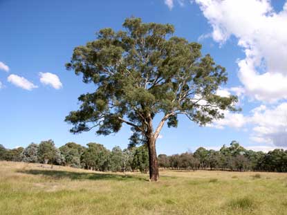 APII jpeg image of Eucalyptus melliodora  © contact APII
