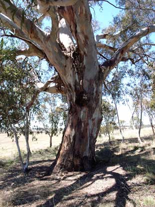 APII jpeg image of Eucalyptus rubida  © contact APII