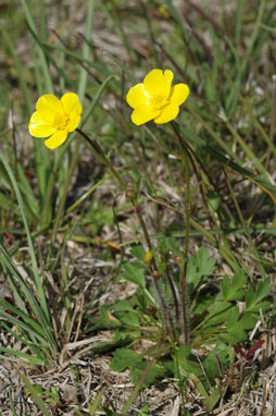 APII jpeg image of Ranunculus lappaceus  © contact APII
