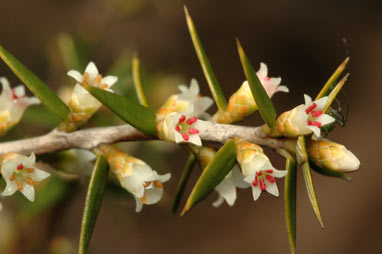 APII jpeg image of Leptecophylla juniperina subsp. oxycedrus  © contact APII