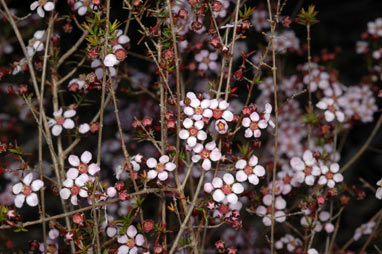 APII jpeg image of Baeckea ramosissima  © contact APII