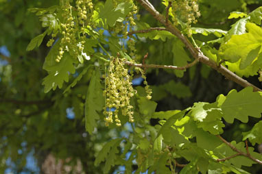 APII jpeg image of Quercus robur  © contact APII