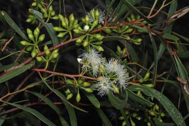 APII jpeg image of Eucalyptus viridis  © contact APII
