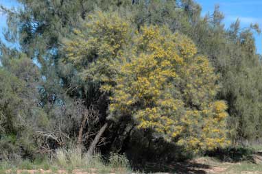 APII jpeg image of Acacia aneura var. aneura  © contact APII