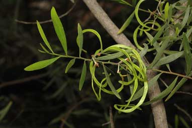 APII jpeg image of Acacia ixiophylla  © contact APII