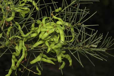 APII jpeg image of Acacia nematophylla  © contact APII