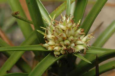 APII jpeg image of Cyperus pedunculatus  © contact APII