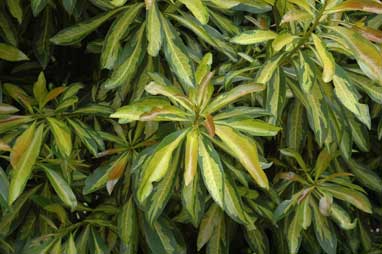 APII jpeg image of Xanthostemon chrysanthus 'Trailblazer'  © contact APII