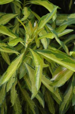 APII jpeg image of Xanthostemon chrysanthus 'Trailblazer'  © contact APII