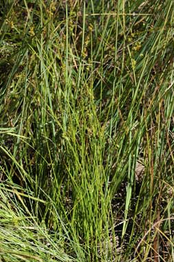 APII jpeg image of Carex echinata  © contact APII