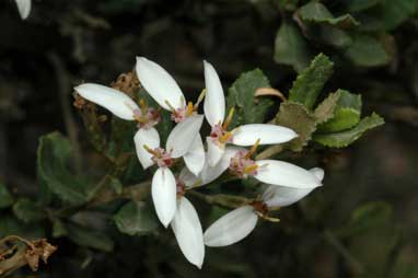 APII jpeg image of Olearia myrsinoides  © contact APII