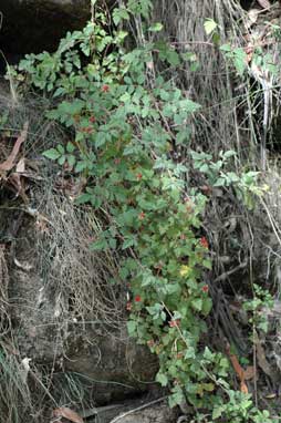 APII jpeg image of Rubus parvifolius  © contact APII