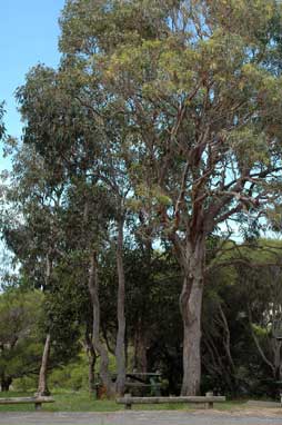 APII jpeg image of Eucalyptus longifolia  © contact APII