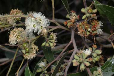 APII jpeg image of Eucalyptus tindalei  © contact APII
