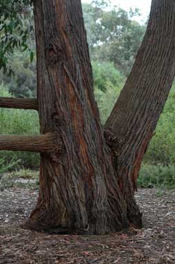 APII jpeg image of Eucalyptus tindalei  © contact APII