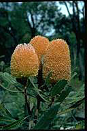 Photo if Banksia coccinea - click for bigger image