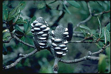 APII jpeg image of Banksia saxicola  © contact APII