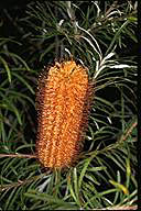 Banksia spinulosa - click for larger image