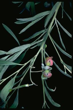 APII jpeg image of Grevillea arenaria subsp. arenaria  © contact APII