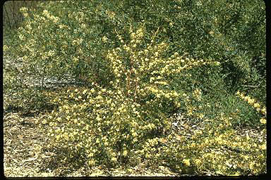 APII jpeg image of Grevillea brevicuspis  © contact APII