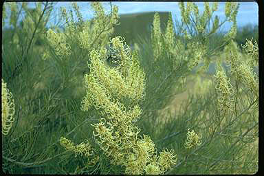 APII jpeg image of Grevillea candicans  © contact APII