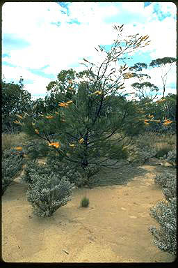 APII jpeg image of Grevillea excelsior  © contact APII