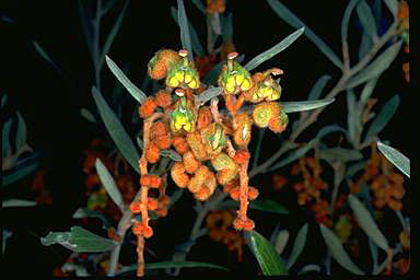 APII jpeg image of Grevillea floribunda subsp. floribunda  © contact APII