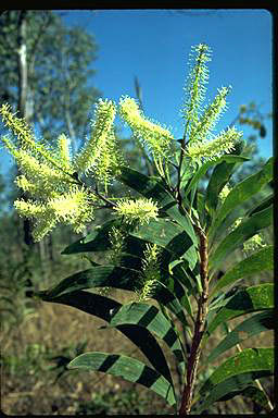 APII jpeg image of Grevillea mimosoides  © contact APII