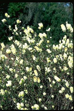 APII jpeg image of Grevillea pulchella subsp. pulchella  © contact APII