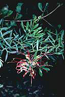 Grevillea ripicola - click for larger image