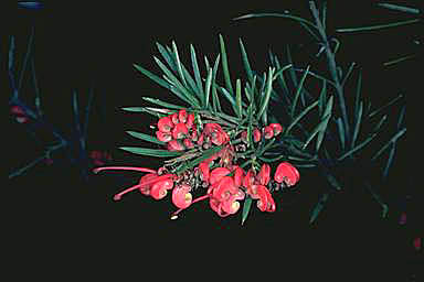 APII jpeg image of Grevillea rosmarinifolia  © contact APII