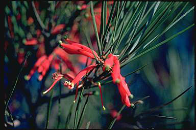 APII jpeg image of Grevillea sarissa subsp. sarissa  © contact APII