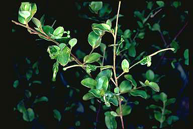 APII jpeg image of Grevillea singuiliflora  © contact APII