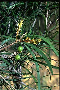 APII jpeg image of Persoonia longifolia  © contact APII