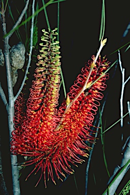 APII jpeg image of Hakea bucculenta  © contact APII