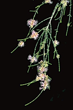 APII jpeg image of Melaleuca tamariscina  © contact APII