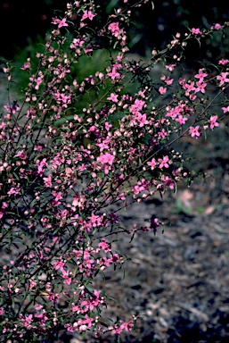 APII jpeg image of Boronia rosmarinifolia  © contact APII