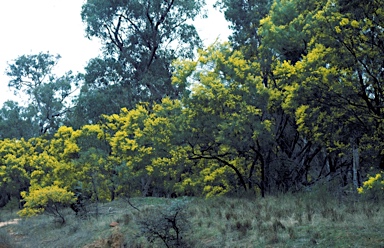 APII jpeg image of Acacia linearifolia  © contact APII